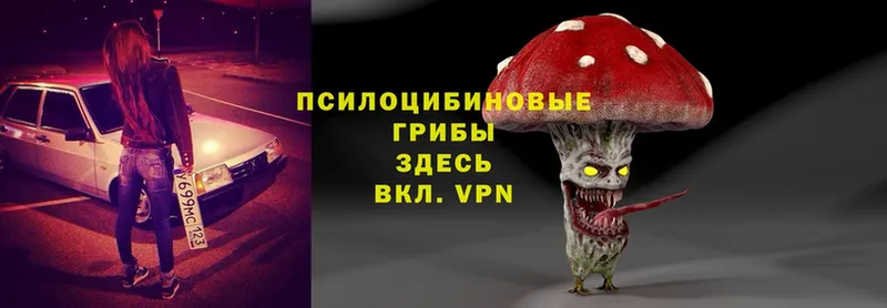 Псилоцибиновые грибы Psilocybine cubensis  Менделеевск 